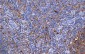 CD71 Antibody